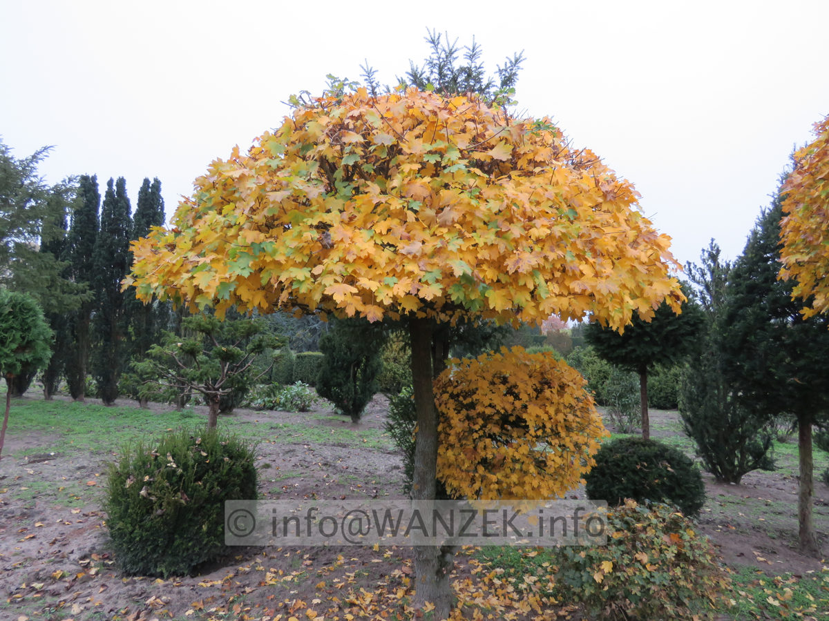 Acer campestre  Pilzform 01.JPG